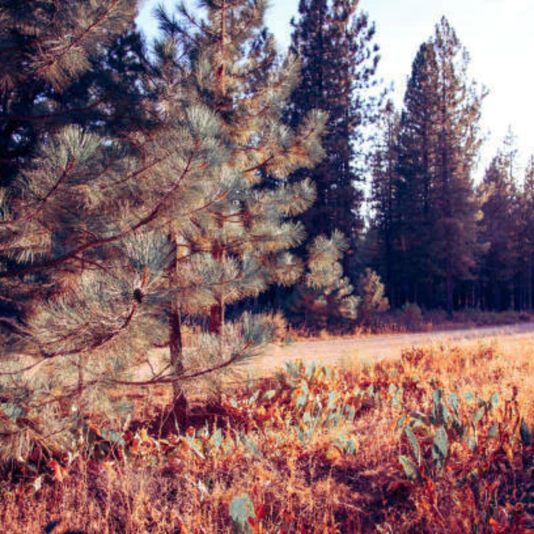 Atardecer Soleado (20ml)