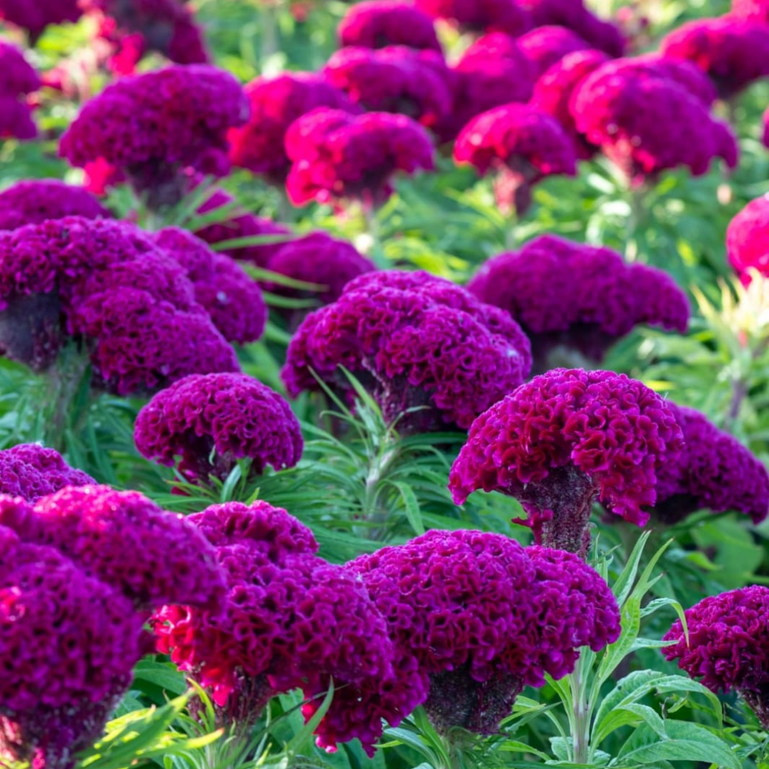 Petalos de terciopelo