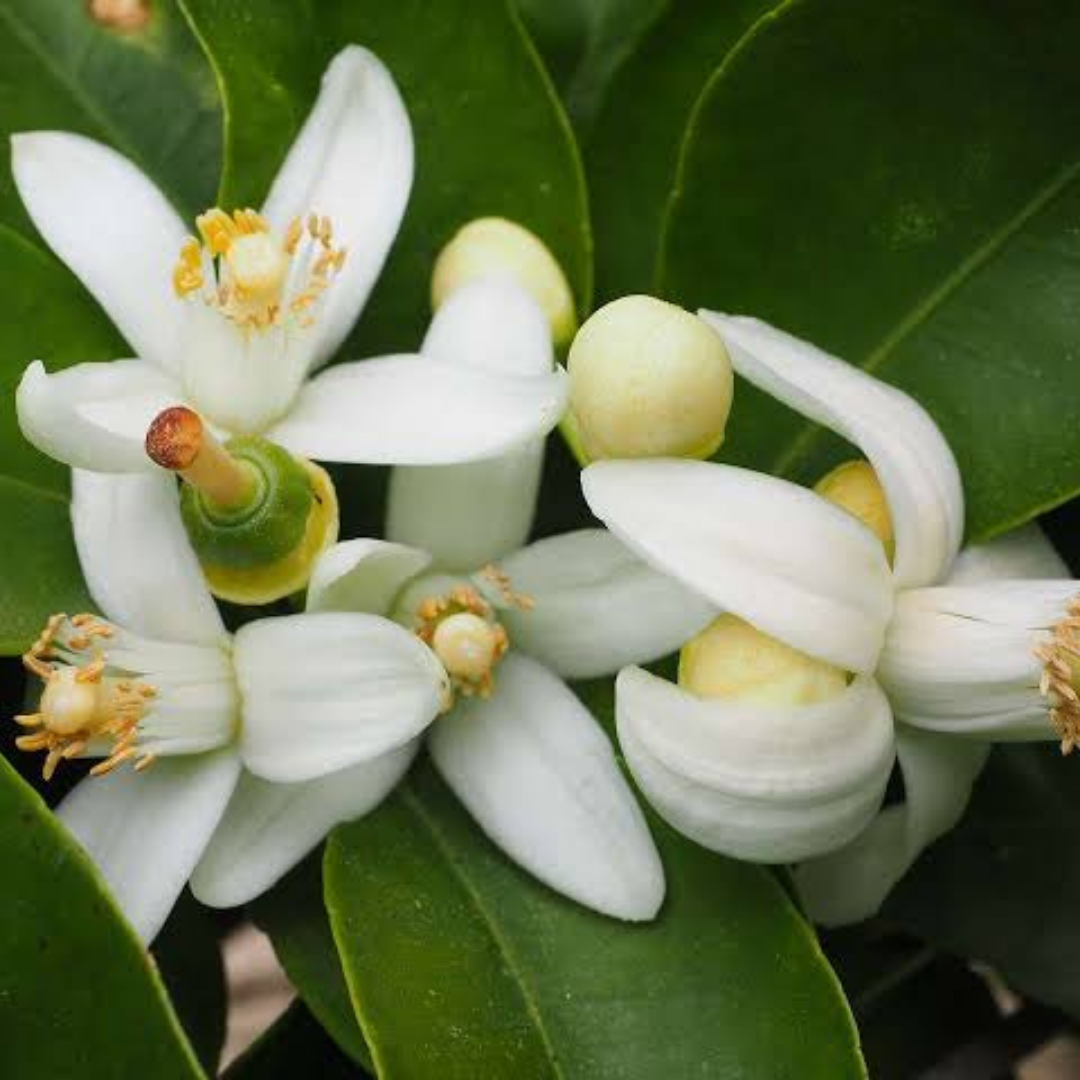 Flor de naranjo