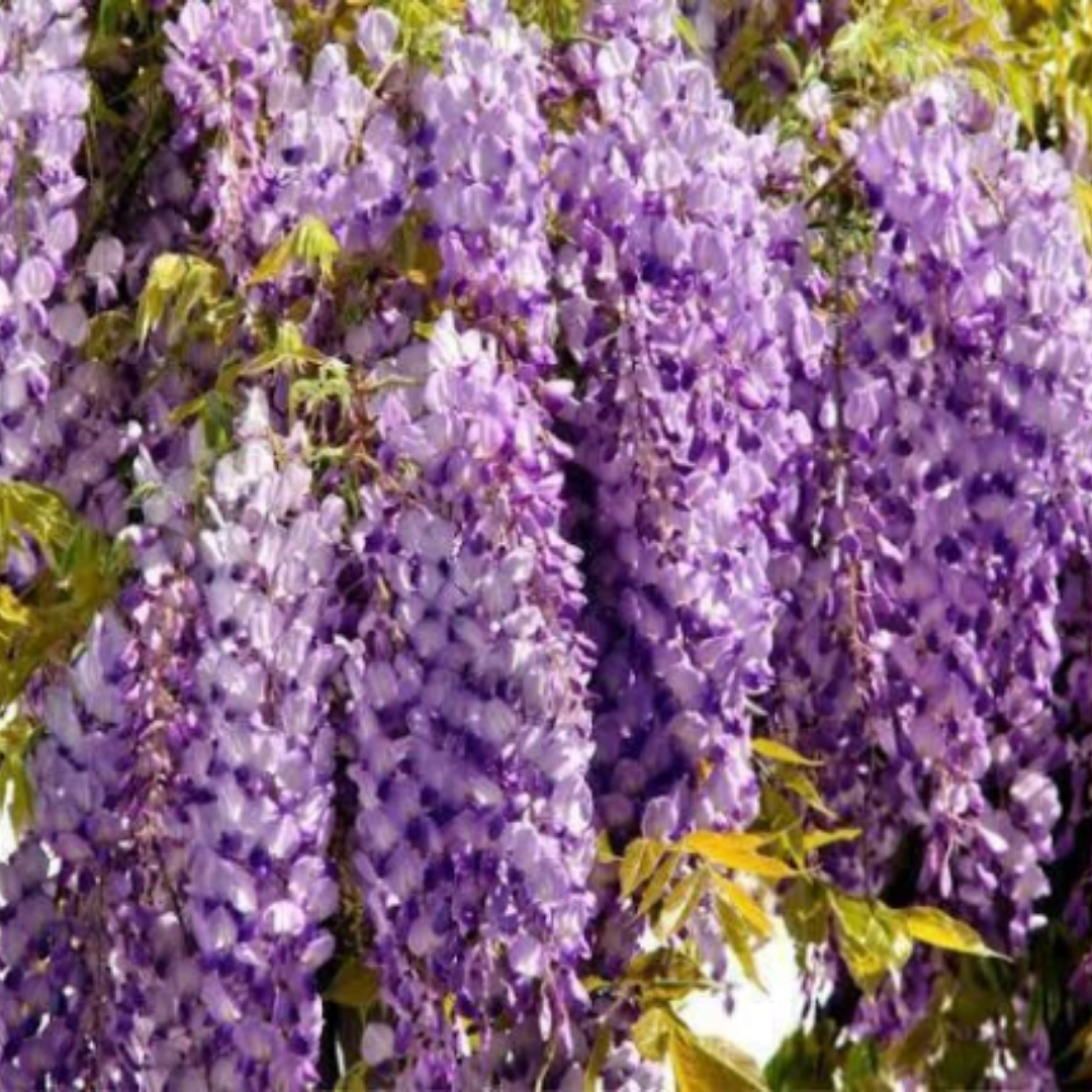 Flor De Glicina (20ml)