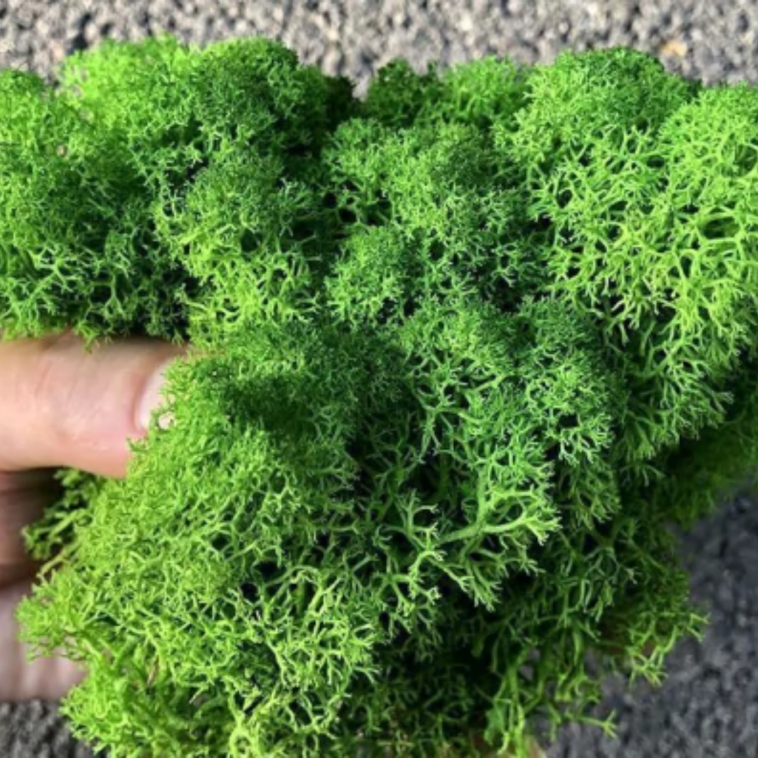 Musgo Verde (20ml)