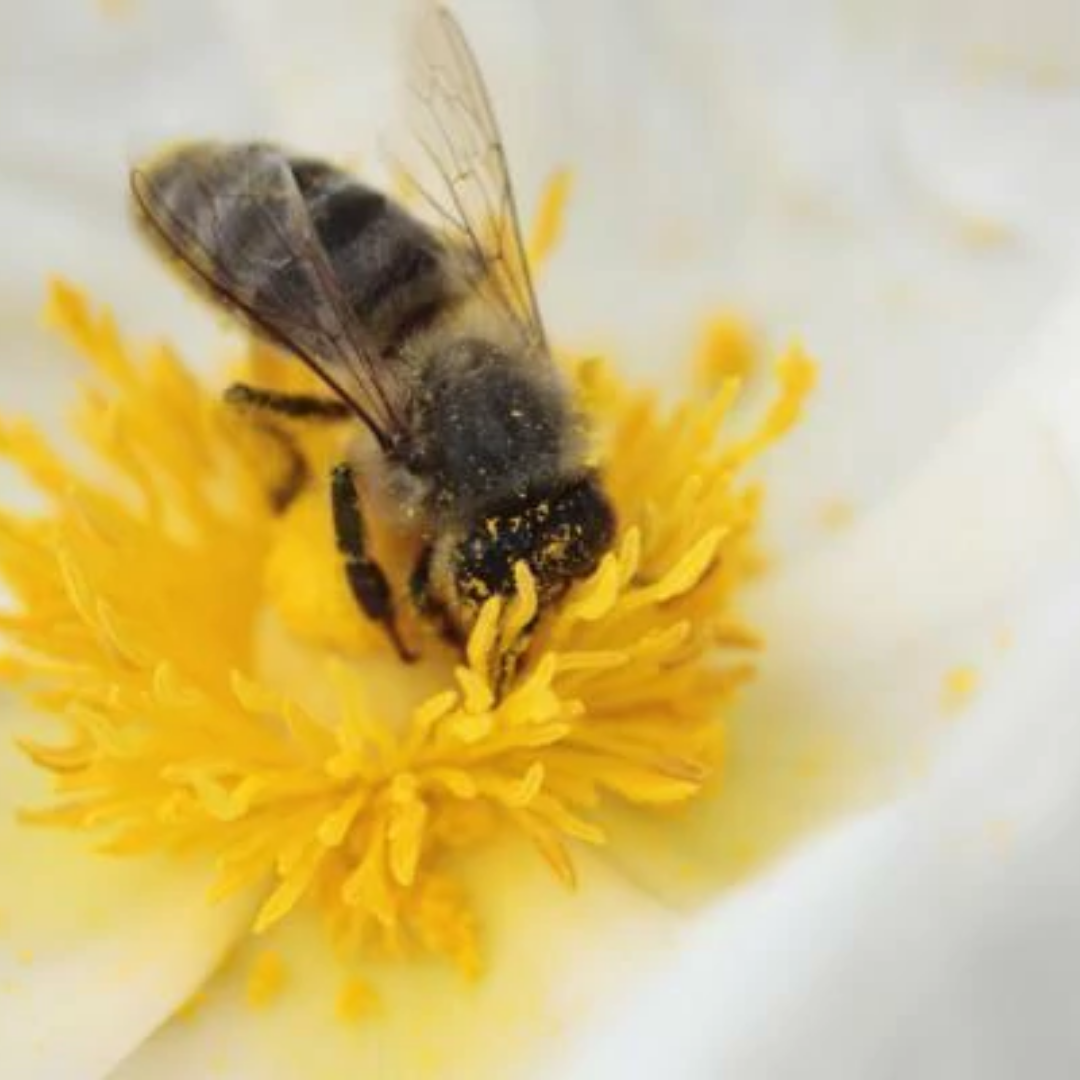 Nectar de Flor (20ml)