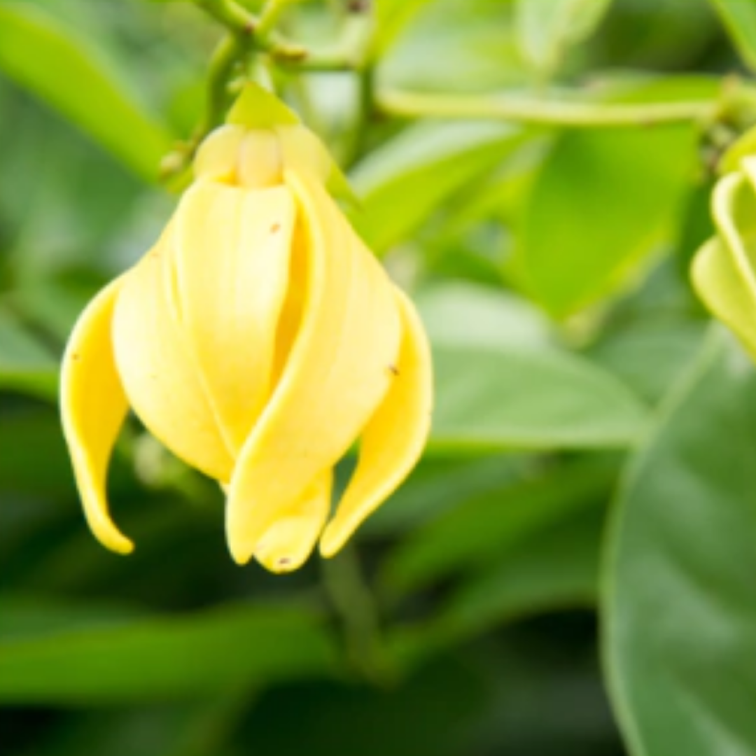 Ylang ylang